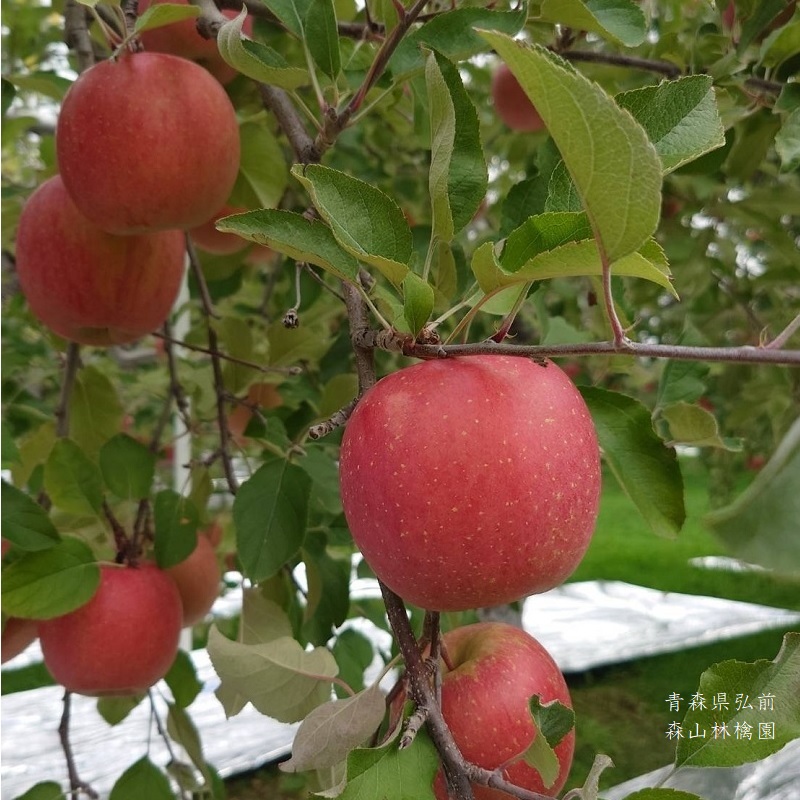 葉取らず林檎 ふじ (家庭用 約10kg)